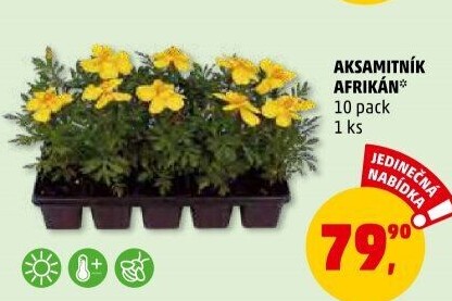 Aksamitník - Afrikán