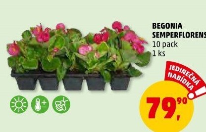 Begónie