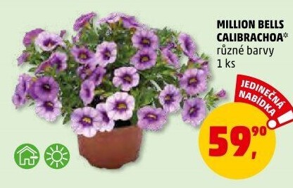 Calibrachoa - Million bells
