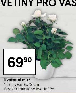 Mix kvetoucích rostlin