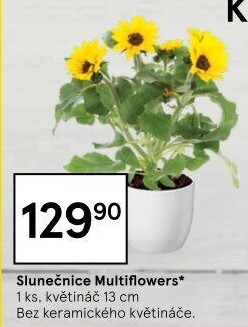 Slunečnice - Hellianthus