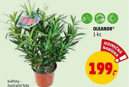 Oleandr