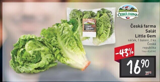 Salát little gem Česká farma