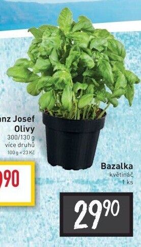 Bazalka čerstvá