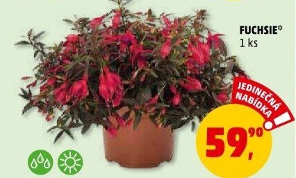 Fuchsie