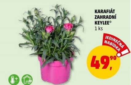 Karafiát