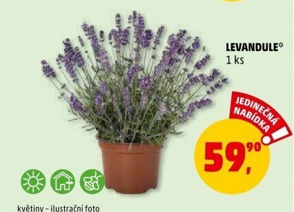 Levandule