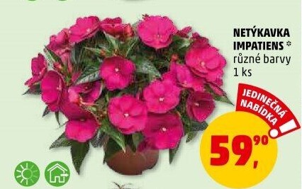 Netýkavka - Impatiens