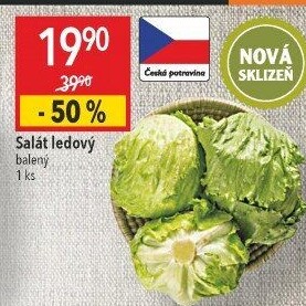 Salát ledový