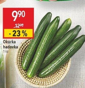 Okurka hadovka