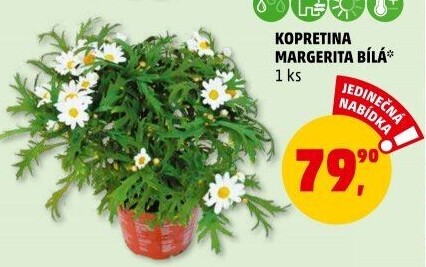 Kopretiny