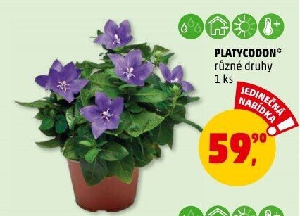 Platycodon
