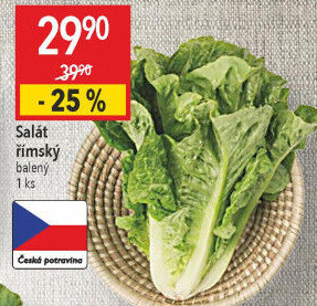 Salát římský