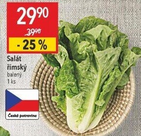 Salát římský