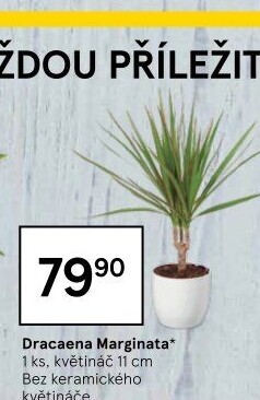 Dracena