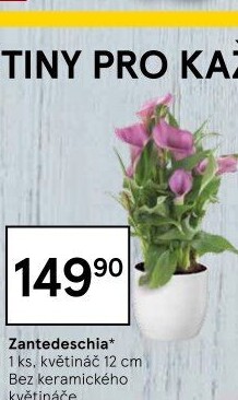 Zantedeschia - Kornoutovka