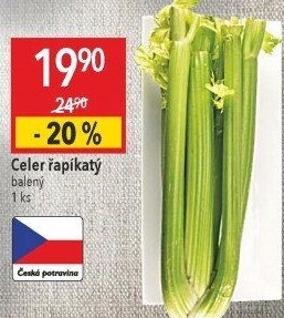 Celer řapíkatý