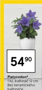 Platycodon