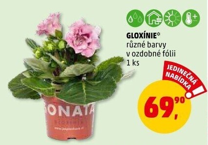Gloxinie