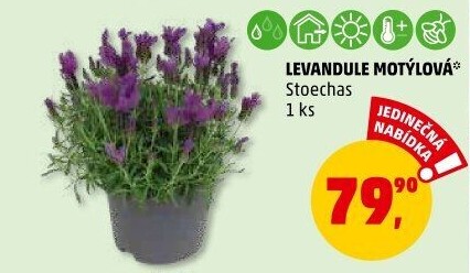 Levandule