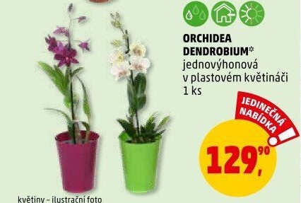 Orchidej