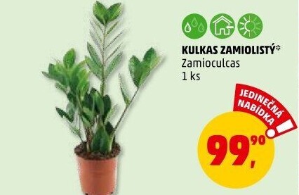 Zamioculcas - Zamiokulkas