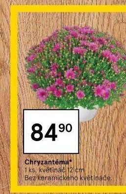 Chrysanthemum - Chryzantéma