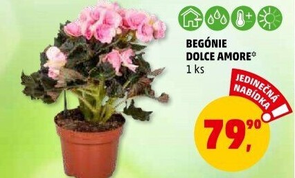 Begónie