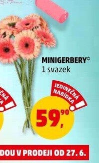 Řezané gerbery