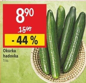 Okurka hadovka