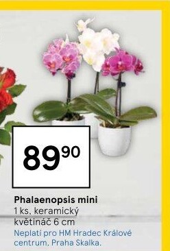 Orchidej