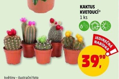 Kaktus