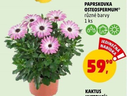 Kapská kopretina - Osteospermum