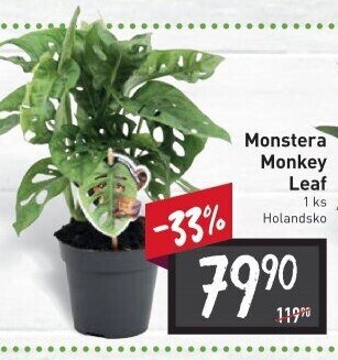 Monstera