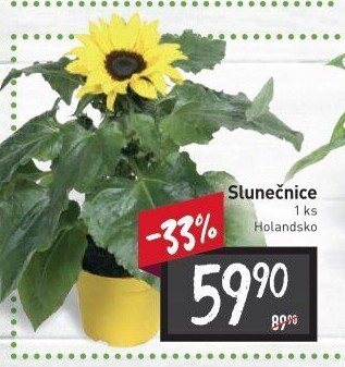Slunečnice - Hellianthus