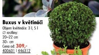 Buxus - zimostráz