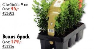 Buxus - zimostráz