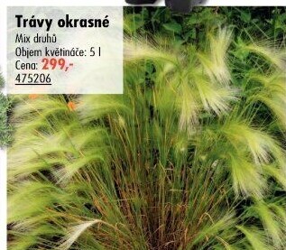 Okrasná tráva