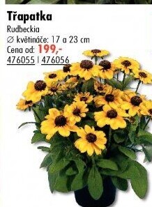 Rudbekie - Třapatka