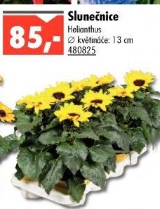 Slunečnice - Hellianthus