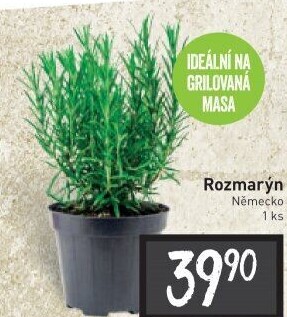 Bylinky v květináči
