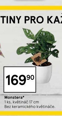 Monstera