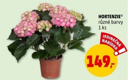 Hortenzie - Hydrangea
