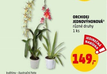 Orchidej
