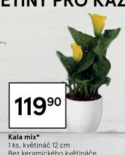 Kala - Calla