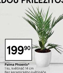 Palma