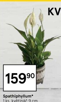 Spathiphyllum - Spatyfilium - Toulcovka - Lopatkovec