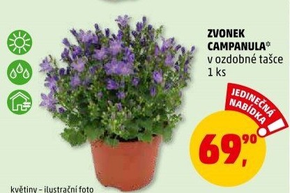 Campanula - Zvonek