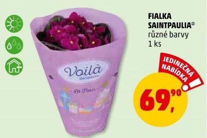 Fialka -Saintpaulia
