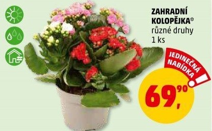 Kalanchoe - Kolopejka